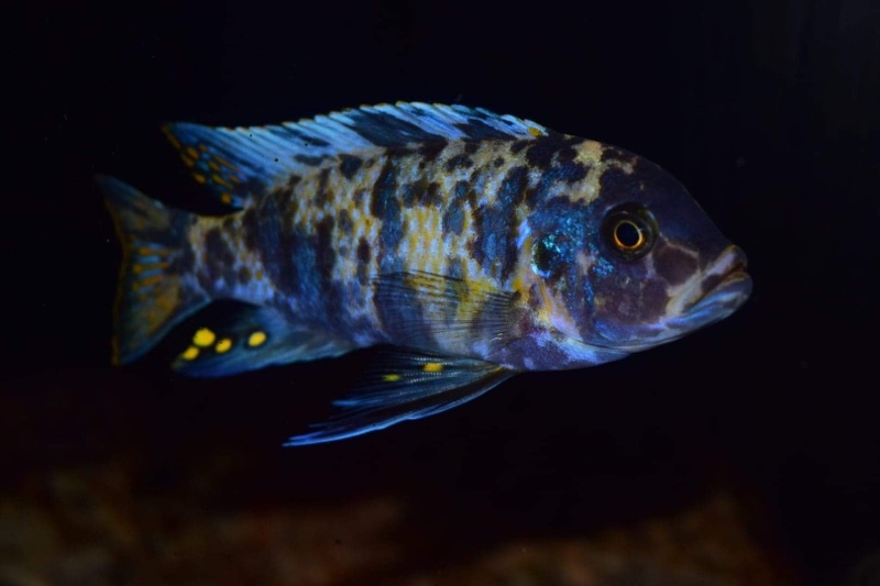 Maylandia zebra 'Chizumulu Island'